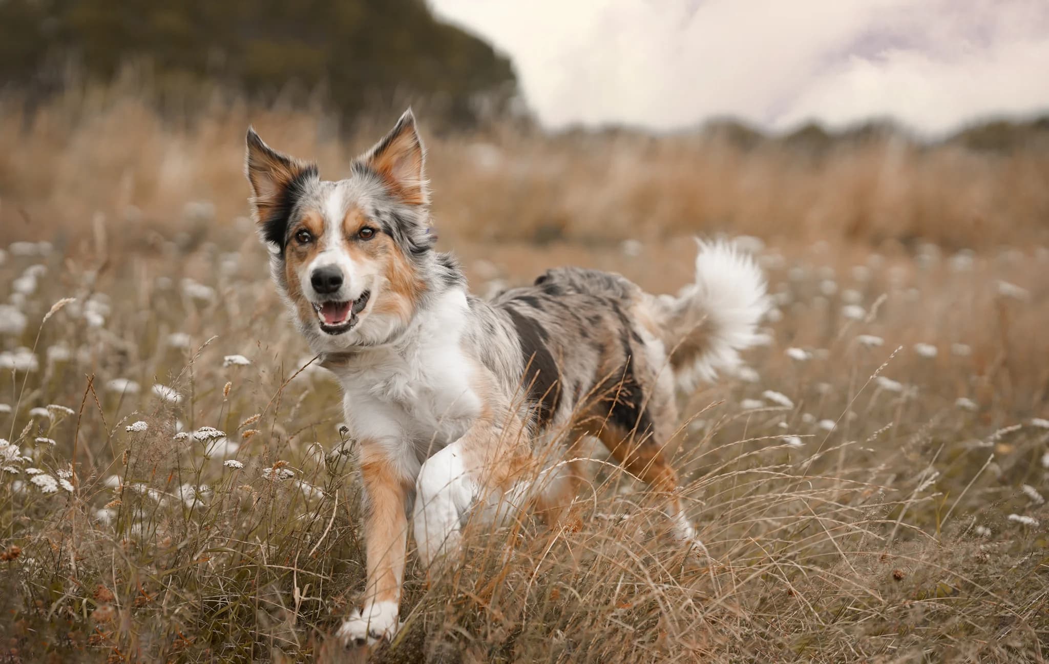 Animals & Pets